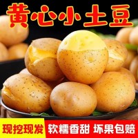 恩施 新小土豆10斤/袋装