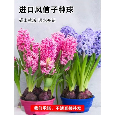 风信子种球水养土培套餐冬季花卉种籽四季耐寒易种活室内庭院盆栽图1
