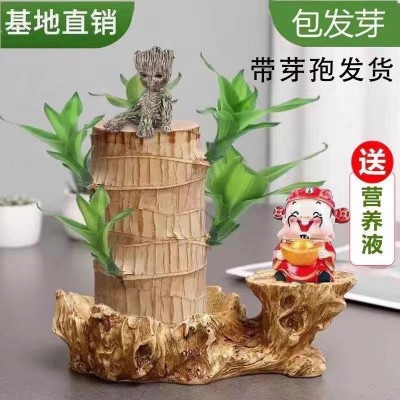 巴旦木带芽孢巴西木幸运木开花格鲁特室内水培带托盘好养绿植盆栽图1