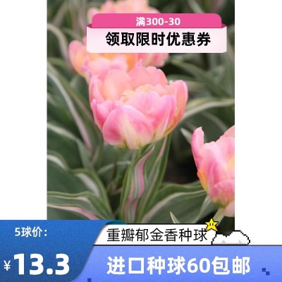 荷兰进口 重瓣 郁金香种球 【10球】【5球】一组 春季开花园林植图1