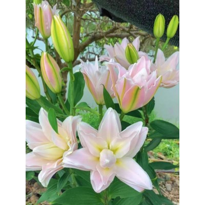 香水百合种球四季开花耐寒阳台室内外进口重瓣百合鲜花种子盆栽花图1
