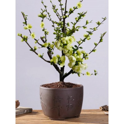 绿宝石海棠花盆栽彩玉海棠老桩银长寿绿色海棠盆景树苗阳台室内花图1