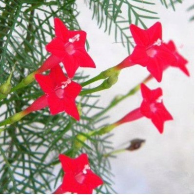 羽叶茑萝花种子四季易种活庭院阳台盆栽爬藤花卉植物五角星花种籽图1