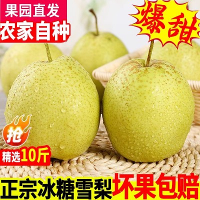 正宗雪梨河北特产赵县雪花梨子新鲜10斤水果当季整箱包邮5斤特级化痰止咳一整箱图1