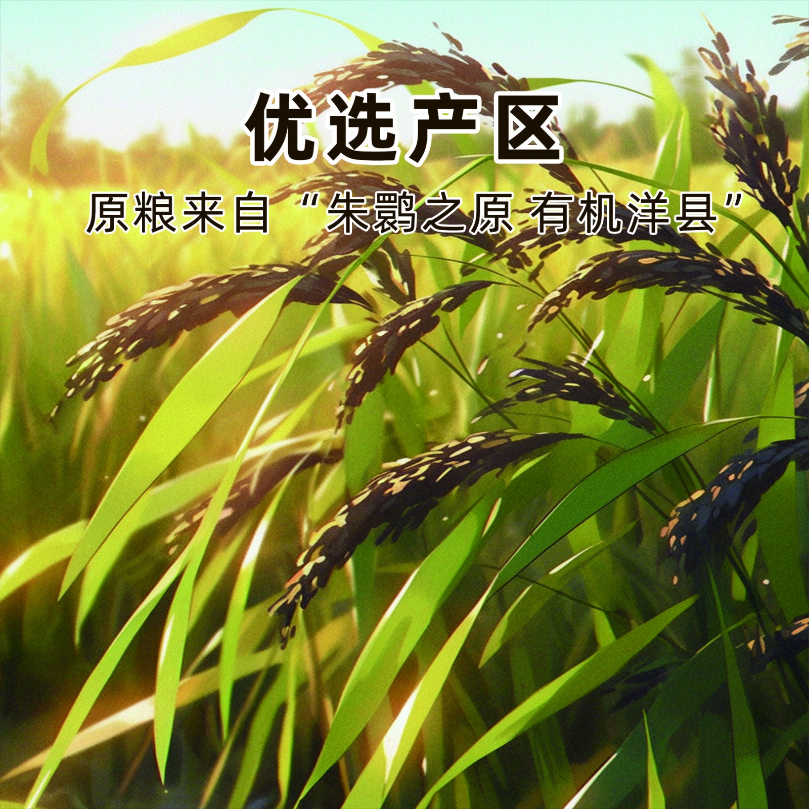 洋县黑米1kg图3