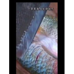万州烤鱼酱料烧烤调味料商用家用餐饮秘制重庆藤椒麻辣藤椒酱 200g*4袋