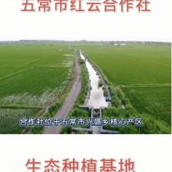 常臻道五常原粮稻花香二号真空装 1kg*1袋图7