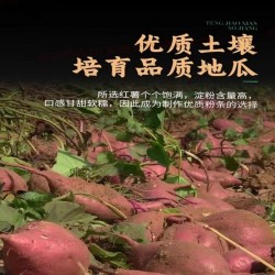 人类老家红薯粉条500g/袋 十袋起订图2