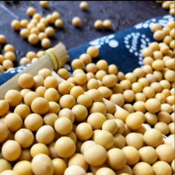 河南土特产天中农家黄豆1kg/袋图4