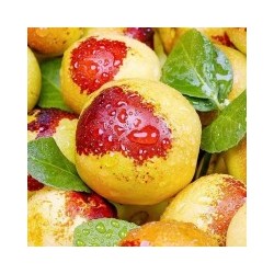 陕西大荔冬枣精选特大果 2.5kg箱图2
