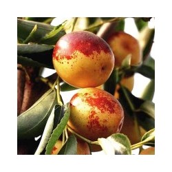 陕西大荔冬枣精选特大果 2.5kg箱图5