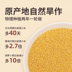 批发北方水城新米山西沁州黄小米（500g*43包）*1件 3件起批图2
