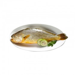 拾鲜生深海野化黄鱼5条 海鲜 礼品 冷链 包邮到家 400g/条图5