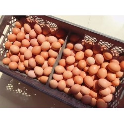 批发整箱小码红皮鲜鸡蛋 养殖场直供 30斤筐/40斤筐/44斤筐任选图3