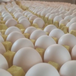 批发整框新鲜匀码粉皮鸡蛋40斤筐 养鸡场直供 北京地区免费配送图3