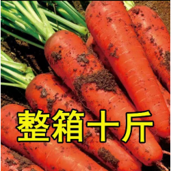 批发新鲜胡萝卜1.5元/斤30斤袋装图2