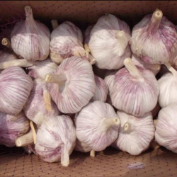 批发优质精品大蒜 10包 20包 30包 50包 60包均有 北京同城免费配送图3