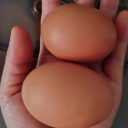食可信红皮双黄新鲜鸡蛋 营养充足 北京同城订单金额满30元以上免费配送图2