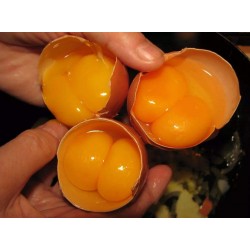 食可信红皮双黄新鲜鸡蛋 营养充足 北京同城订单金额满30元以上免费配送图3