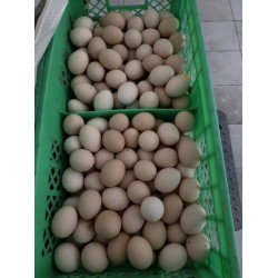 批发整筐混码粉皮鸡蛋净重40斤140元 混码净重44斤152元 养鸡场直供 北京地区免费配送图6