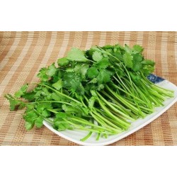 批发新鲜优质香菜 当天采摘无黄叶 大于5斤6.1/斤 大于10斤6.0/斤 北京同城免费配送图3