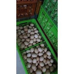 批发粉皮鸡蛋（中号）净重30斤 北京同城免费配送图2