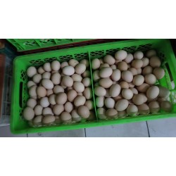 批发粉皮鸡蛋（中号）净重30斤 北京同城免费配送图3
