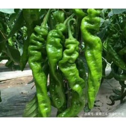 批发优质新鲜螺丝椒 大于20斤5.0/斤 大于30斤4.8/斤 北京同城免费配送图2